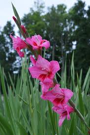 <p>Gladiolus</p>