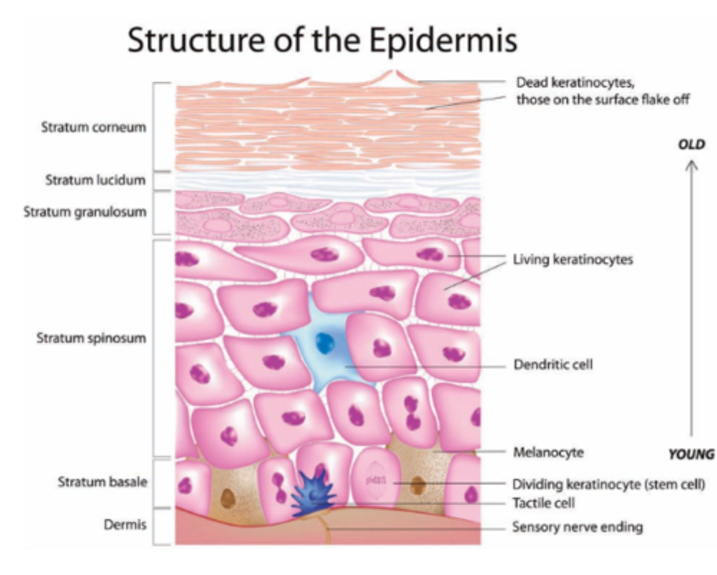 <p>Melanocytes and tactile cells</p>