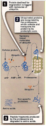__Ubiquitinace, cytosolický protein ubiquitin – kiss of death__

Navázání Ubi na protein jej předurčuje k degradaci v proteasomu, což je oligomer – supramolecularní struktura, která je složena z několika podjednotek (proteinázy).

ubiquitin-COOH + H2N-Lys-protein

 

Degradační signály rozpoznané ubiquitinem:


1. oxidace: Lys, Trp, His, Cys
2. PEST-sequence: Pro, Glu, Ser, Thr
3. NH3-terminus AMK: Arg, Lys, Asp, Phe