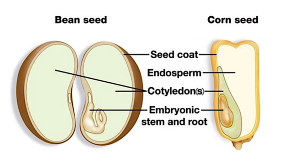 <p>monocot</p>