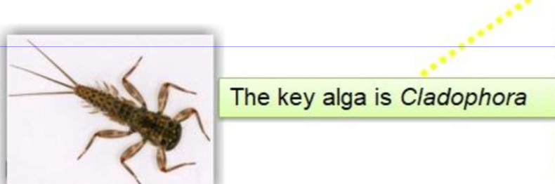 <ol><li><p>Excess macrophytes &amp; especially filamentous algae <em>Cladophora </em>sp. and marginal vegetation of rivers</p></li><li><p>Strong diurnal fluctuation in dissolved oxygen levels (night time deficits)</p></li><li><p>Fish kills in warm weather or salmonid populations move out</p></li><li><p>Pollution-sensitive macroinvertebrates disappear</p></li><li><p>Stress leading to fish kills</p></li></ol><p></p>