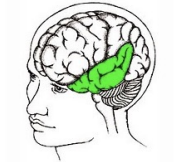 <p>Temporal Lobe</p>
