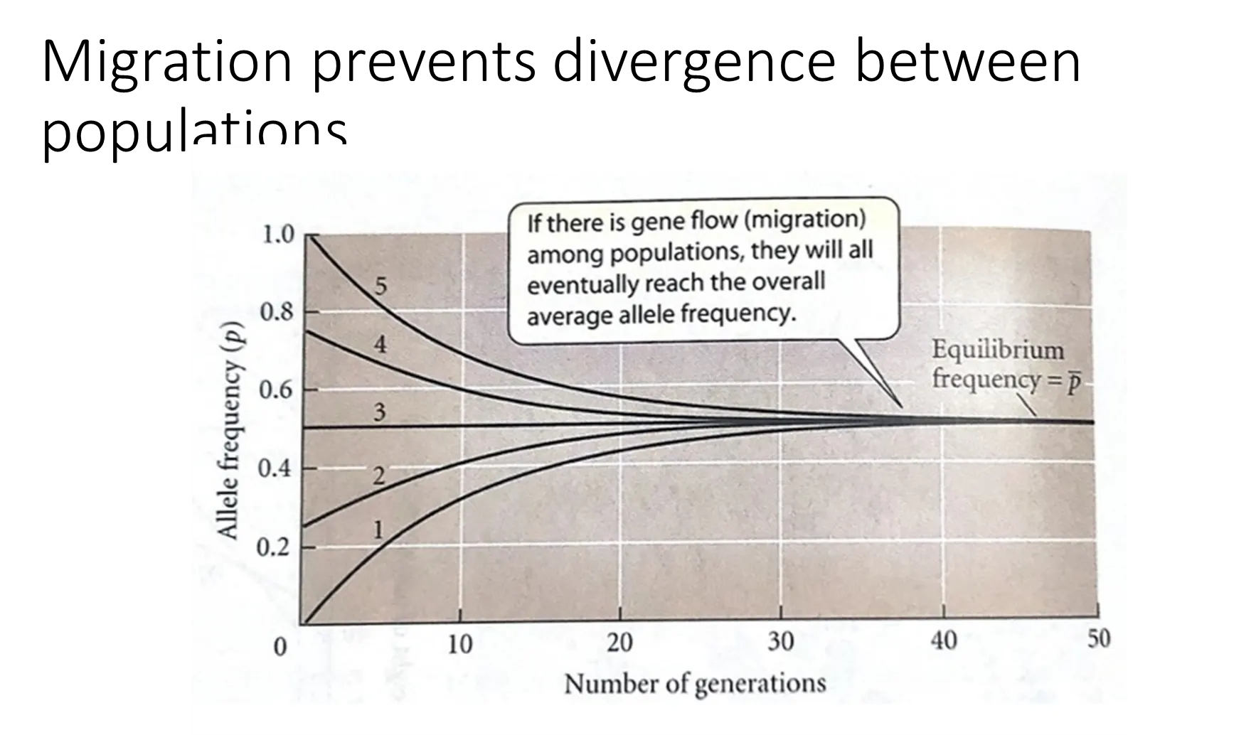 <ul><li><p>if there is gene flow between populations, they will <strong>all </strong>eventually reach an <strong>average allele frequency</strong></p></li><li><p>the number of generations that this takes to occur is dependent on the <strong>rate </strong>of migration</p></li></ul><p></p>
