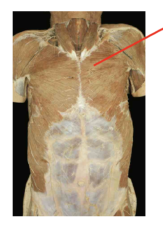 <p>What is this muscel. What is its origin. Where does it inserts.</p>