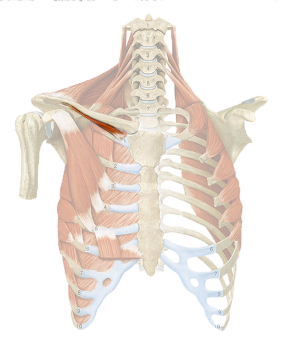 <p>-small cylindrical muscle</p><p>-origin: costal cartilage of rib 1</p><p>-insertion: groove on inferior surface of clavicle</p><p>-action: depress pectoral girdle, stabilizer </p><p>-innervation: nerve to the subclavius- C5</p>