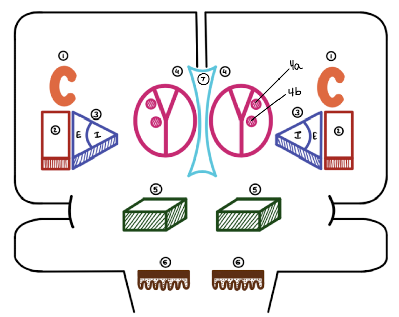 <p>1 and 2 make up what?</p>