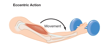 <ul><li><p>Movement of body part WITH resistance or gravity, usually when the muscle lengthens </p></li><li><p>Ex. downward movement of a bicep curl </p></li></ul><p></p>