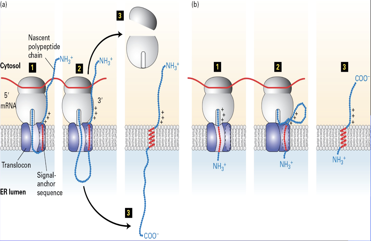 <ul><li><p><span>SRP + SRP receptor </span></p></li><li><p><span>internal signal sequnces </span></p></li></ul><p></p>