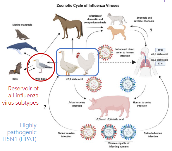 * Epidemiology involves close contact of humans, domesticated animals
* Wild birds are **reservoir host** of __all__ influenza subtypes
  * Intermediate hosts (ex: chicken) increase replication and transmission in humans