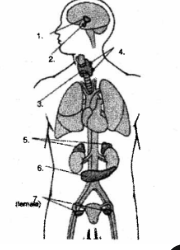 <ol><li><p>Hypothalamus</p></li><li><p>pituitary gland</p></li><li><p>thyroid gland</p></li><li><p>parathyroid glands</p></li><li><p>adrenal glands</p></li><li><p>pancreas</p></li><li><p>ovaries</p></li><li><p>testes</p></li></ol>