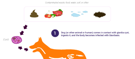 <p>Fecal–oral from contaminated water.</p>