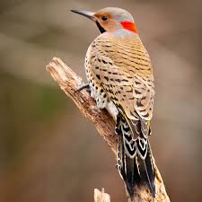 <p>What bird is this?</p>