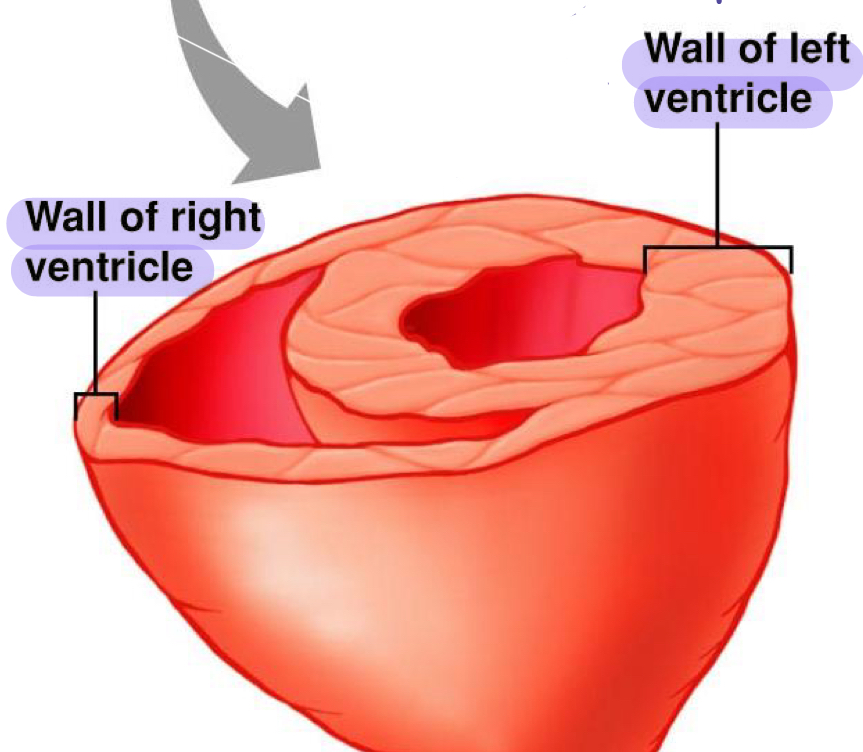 <ul><li><p>right ventricle is thin. is a low pressure pump</p></li><li><p>left ventricle is thick. stronger and holds more blood, a high pressure pump to go everywhere</p></li></ul><p></p>