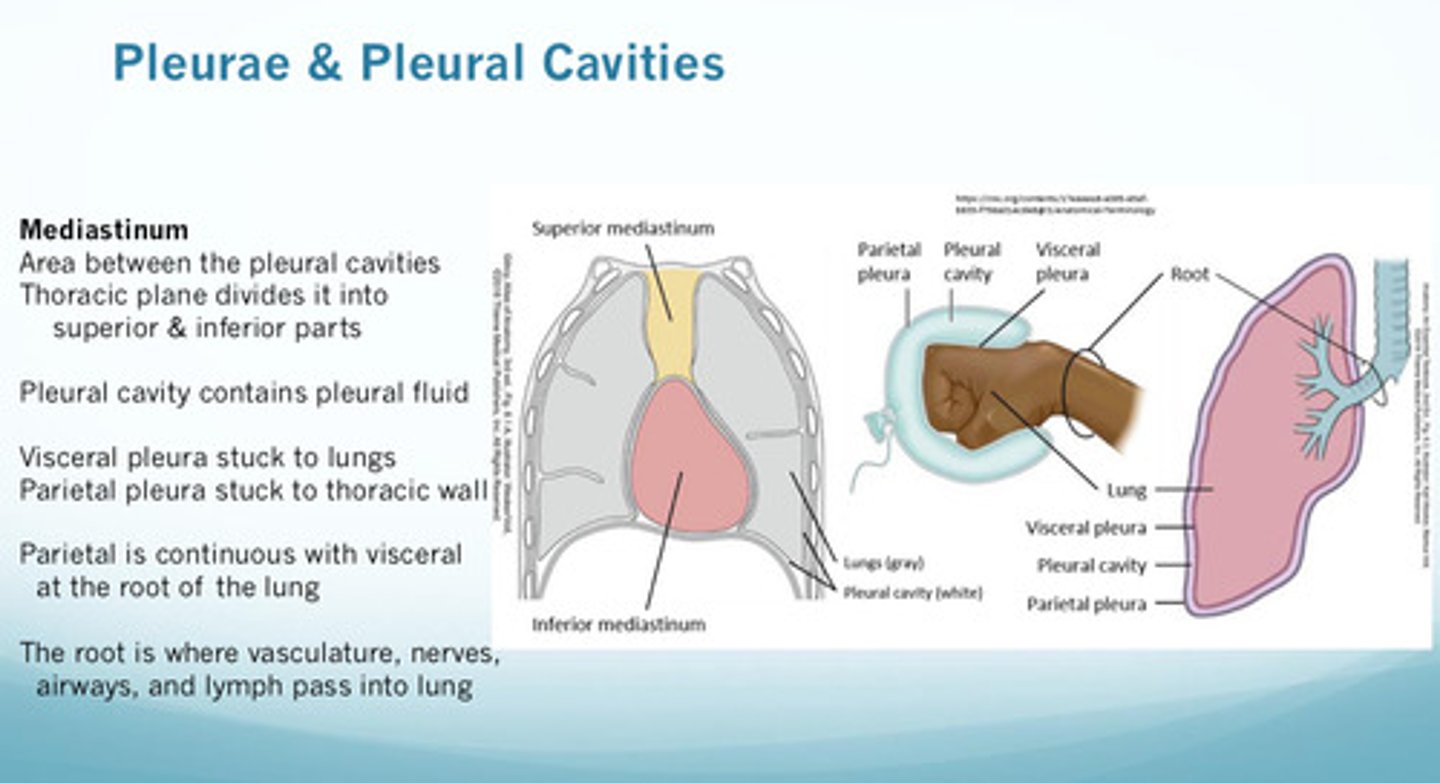 <p>1) visceral pleura is the inner layer that is stuck to the lungs</p><p>2) parietal pleura is the outer later that is stuck to the chest/thoracic wall (to the endothoracic fascia which is deep to the innermost intercostals)</p><p>3) in between the 2 layers is the pleural cavity, which contains the pleural fluid</p>