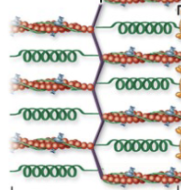 <p>contains only thin myofilaments, contains z-disc</p>