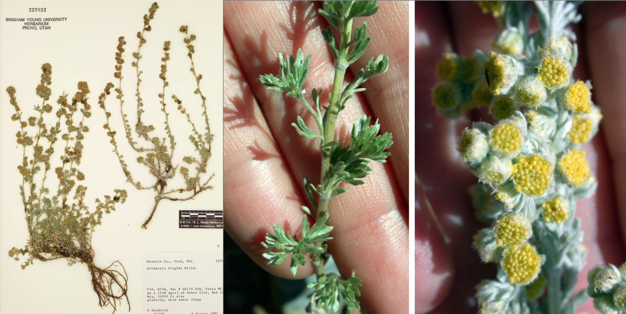 <p>Leaves divided, filiform, fascicled, hairy</p><p>Flowers above plant growth</p>