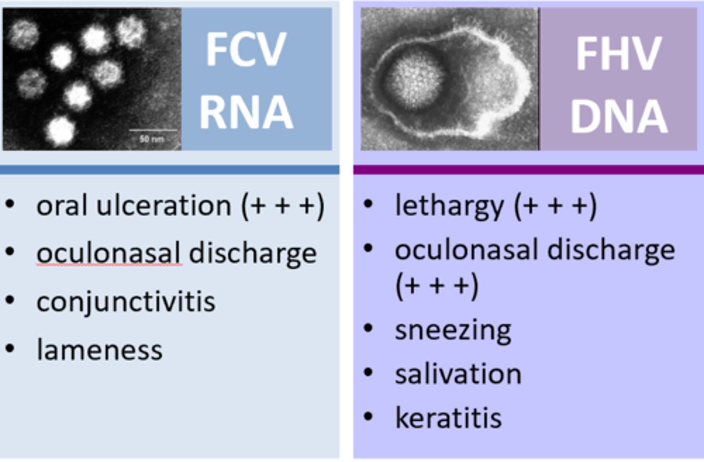 <p>-FCV is an RNA virus where as FHV is a DNA virus</p><p>-Cause differing symptoms</p>