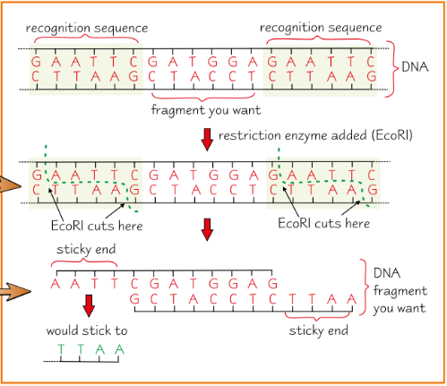 <p>How can restriction enzymes obtain DNA fragments?</p>