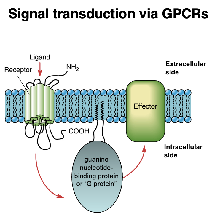 <p>G-Protein Coupled Receptor Signaling</p>