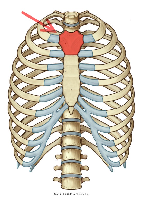 <p>manubrium</p>