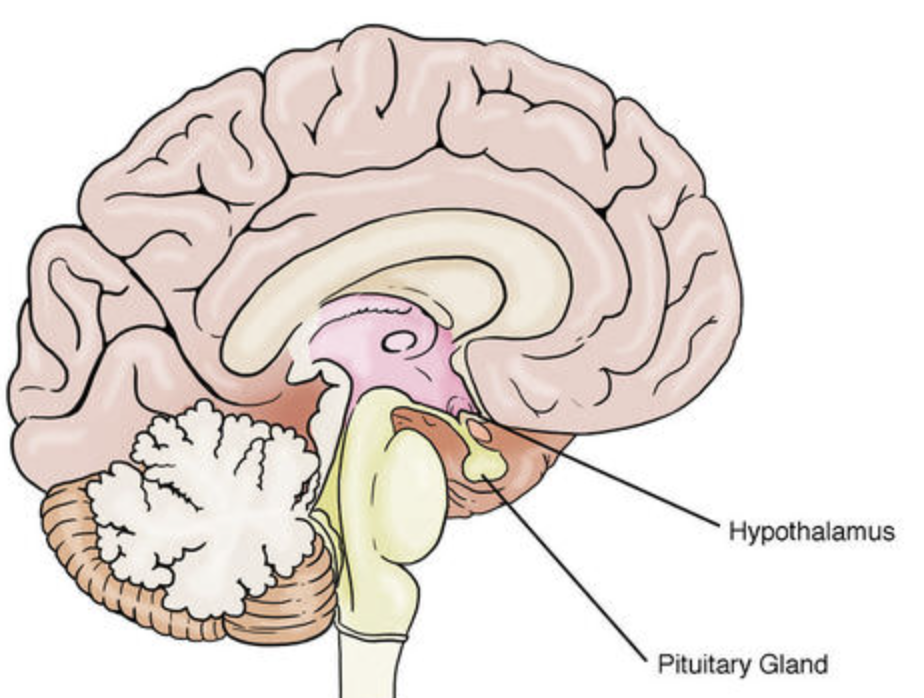 <p>Regulates the functions of other endocrine glands and controls growth, metabolism, and reproduction.</p>