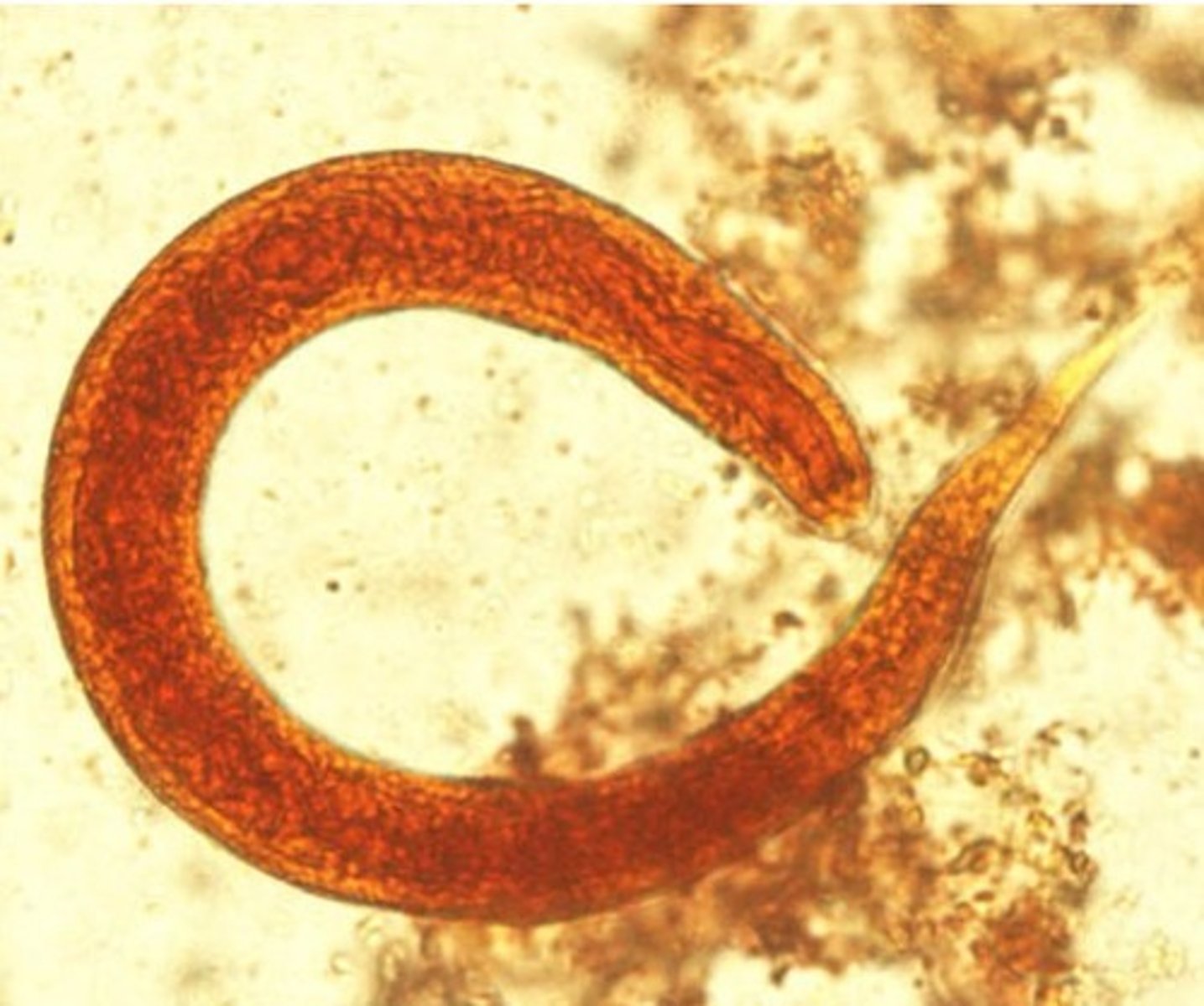 <p>Identify the parasite</p>