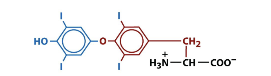 <p>biologically active amino acid derivative </p>