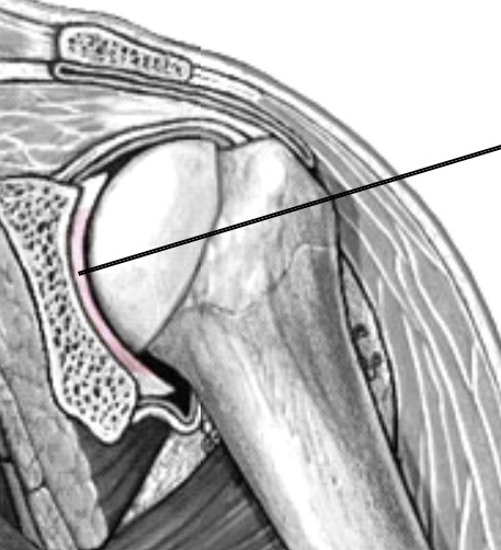 <p>Which cartilage of the shoulder lines the glenoid fossa?</p>