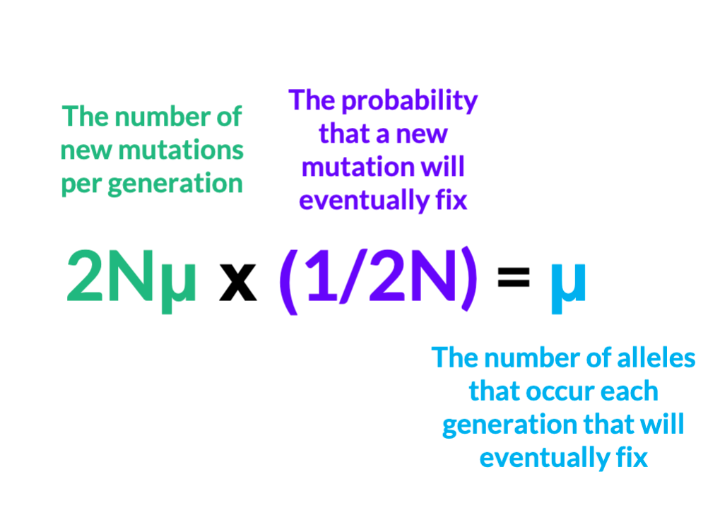 probability that a new mutation will eventually fix