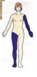 <p>→ structures on opposite sides of the body midline </p>
