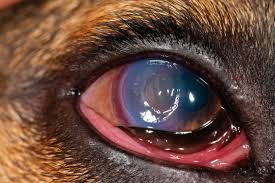 <p>Severe eye pain, redness, tearing, blurred vision, photophobia, eye discharge, and a white to yellow spot on the cornea that may have a mushy or gelatinous texture.</p>