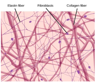 loose connective tissue 