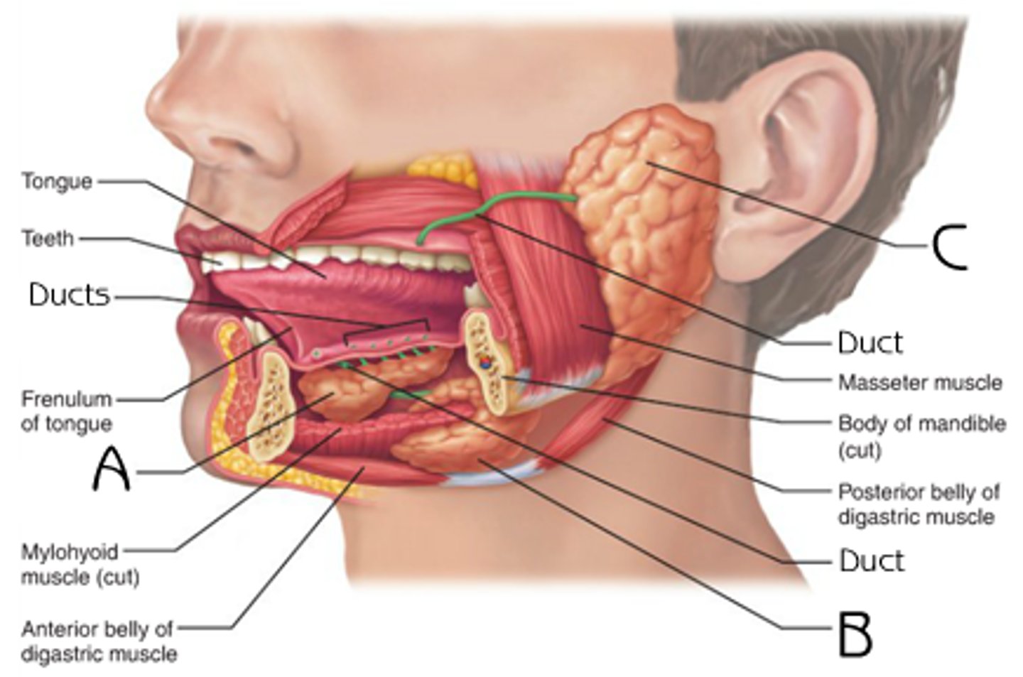 <p>name C (anterior to ear, empties above second molar)</p>