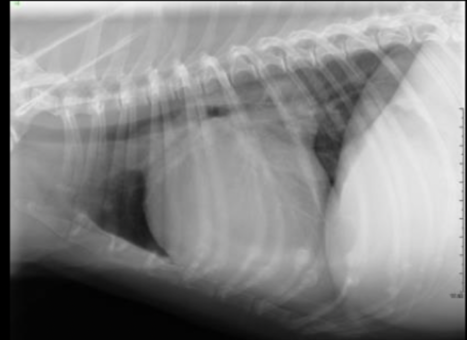 <p>What part of the heart is enlarged on this lateral radiograph?</p>