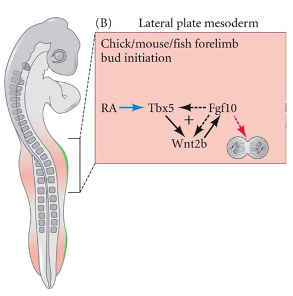 <p>A positive feedback loop involving Tbx5, Wnt2b and Fgf10 controls forelimb bud initiation</p>