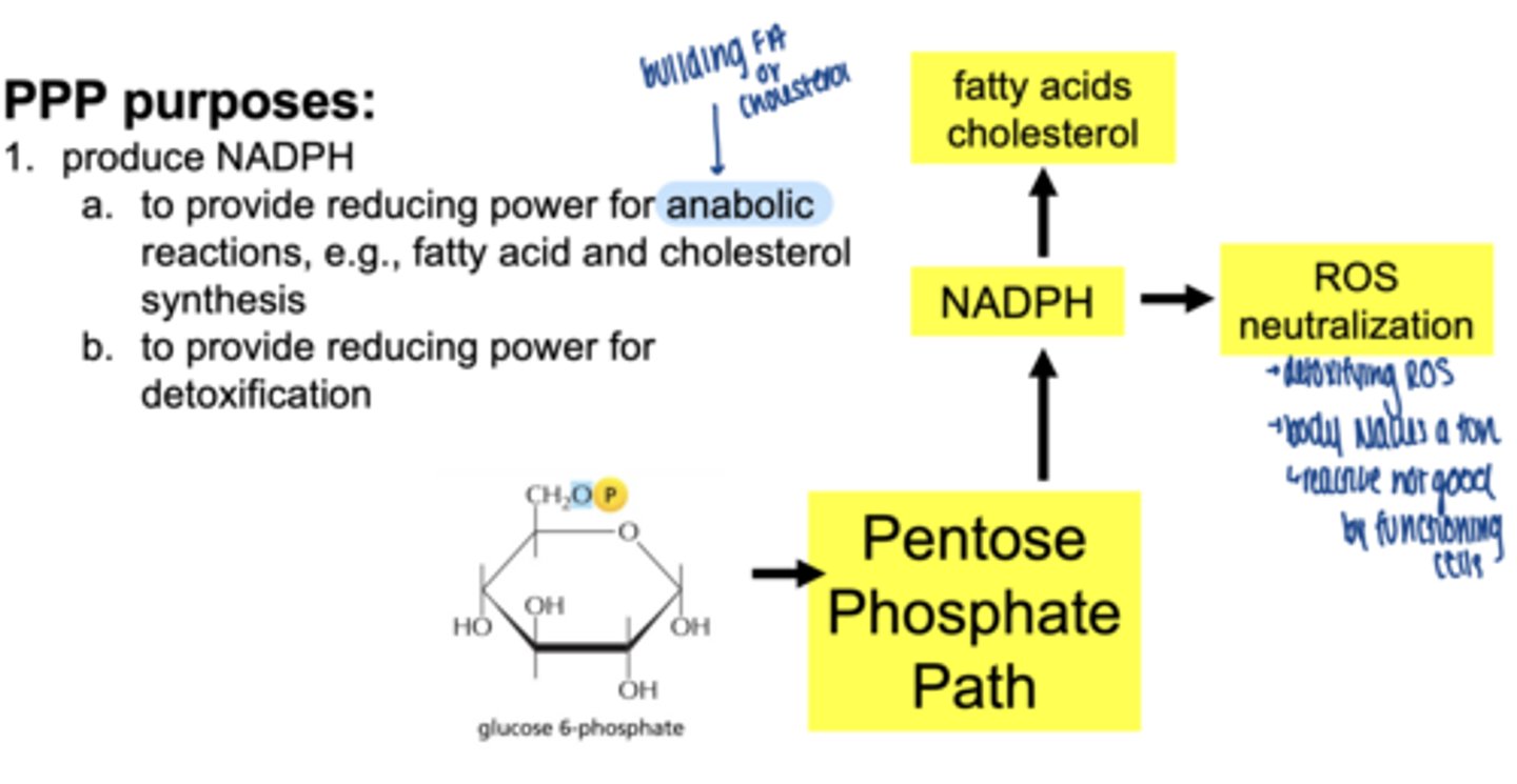 <p>- fatty acid synthesis</p><p>- cholesterol synthesis</p><p>- detoxification reactions</p>