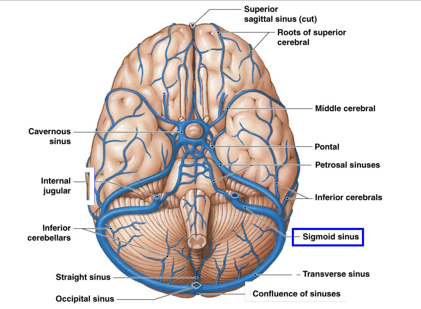 <p>sigmoid sinus</p>