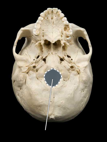 <p>Name the highlighted portion.</p><p>(Skull, inferior view).</p>