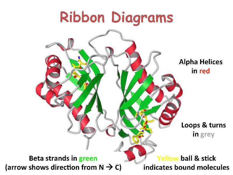 <p>What protein structures does this model show?</p>