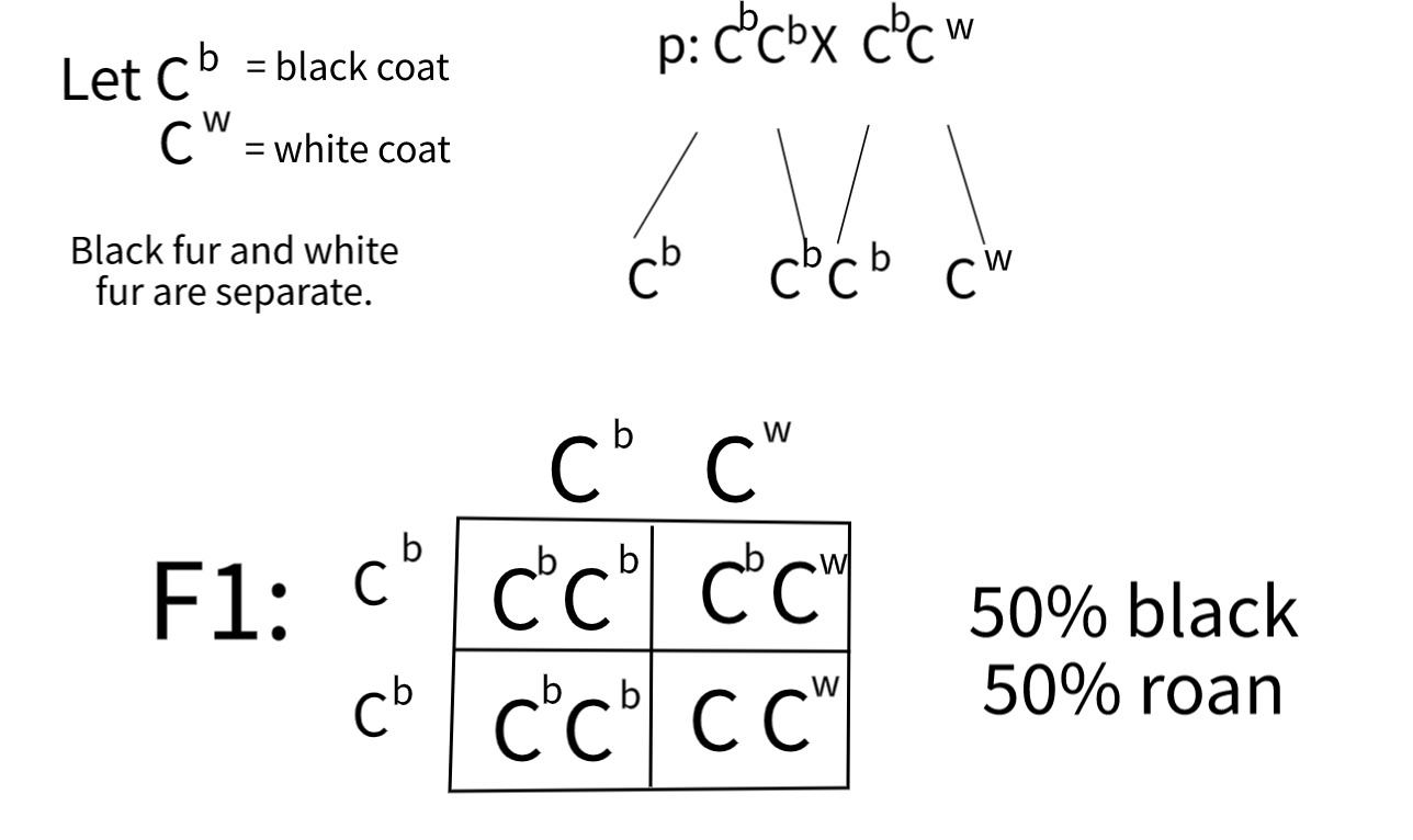 An example problem of co-dominance