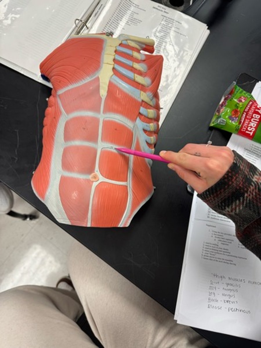 <p>#112 tendinous intersection</p>