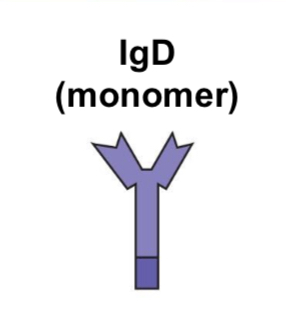 <p>Expressed on naïve B cells. Together with IgM acts as an antigen receptor (BCR), specific function unknown.</p>