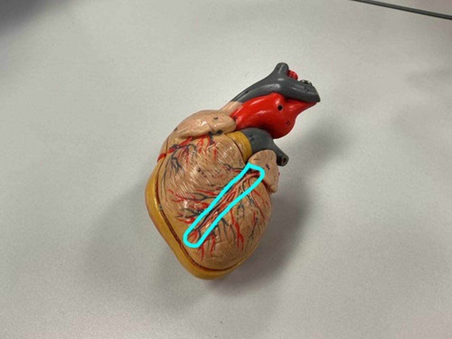 knowt flashcard image