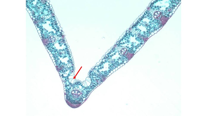 <p><span>What cell type is indicated by the arrow?</span></p><ul><li><p>Guard cell</p></li><li><p>Bulliform Cell</p></li><li><p>Stomata</p></li><li><p>Sclerid</p></li></ul><p></p>
