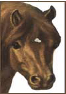 <p><span>Below, you need to identify the different face markings.</span></p>