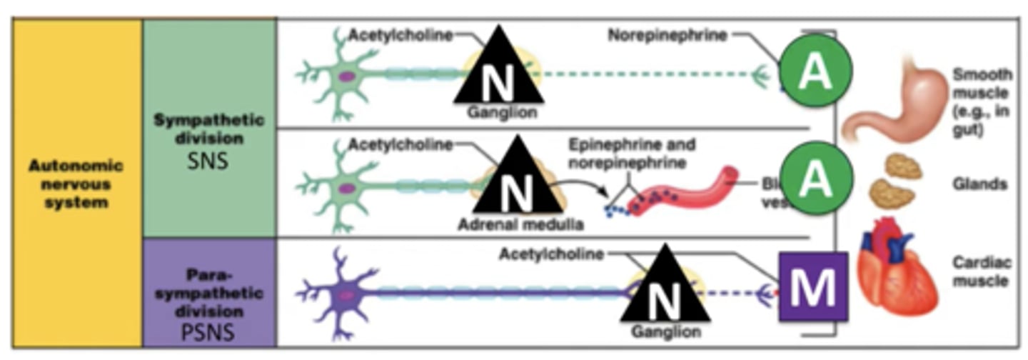 <p>two basic categories of receptors associated with the PNS</p><p>Cholinergic bind to ACh (2 types)</p><p>- Nicotinic (ionotropic=ion channel)</p><p>- Muscarinic (metabotrophic= G protein coupled receptor)</p><p>Adrenergic bind to NE/E (metabotrophic)</p>