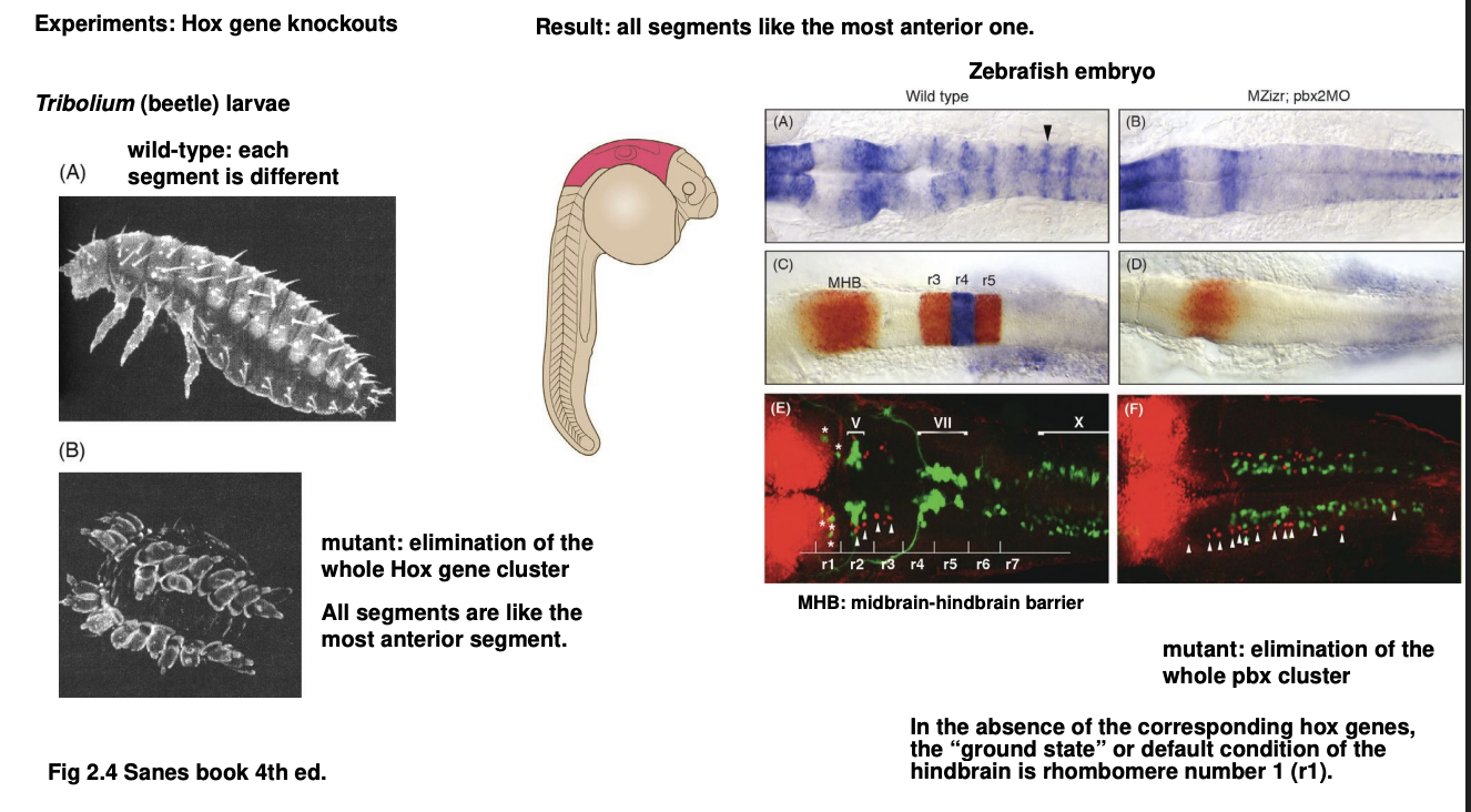 <ul><li><p>they causalize (posteriorize) the animal</p><ul><li><p>the absence results in an otherwise <strong>posterior</strong> body region </p></li><li><p>presenting the identity of  more <strong>anterior</strong> region</p></li></ul></li></ul><p></p>