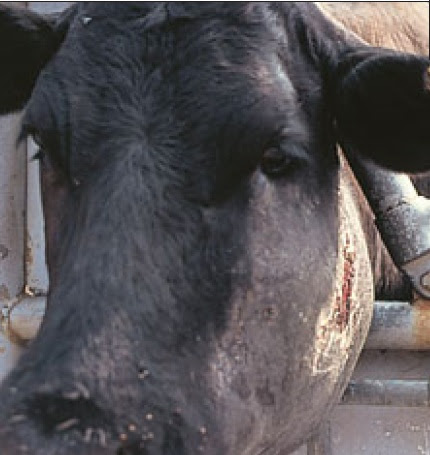 <p><span>A 6-year old Friesian cow presents to you with a mass on the left mandible (see image). The farmer reports that the mass has developed over the last several weeks and the cow has recently had some difficulty eating and lost weight. On examination, the mass is firm, immobile, and painful on manipulation. You note a thick discharge with small granular particles. Based on the most likely diagnosis, what should you tell the farmer?</span></p><p></p><p>The most effective treatment is oral sodium iodide</p><p>Intravenous penicillins are likely to be effective</p><p>Treatment with sodium iodide intravenously is likely curative but the cow's milk and meat will not be suitable for human consumption for 120 days</p><p>Treatment is unlikely to be successful and the cow should be culled</p><p></p>