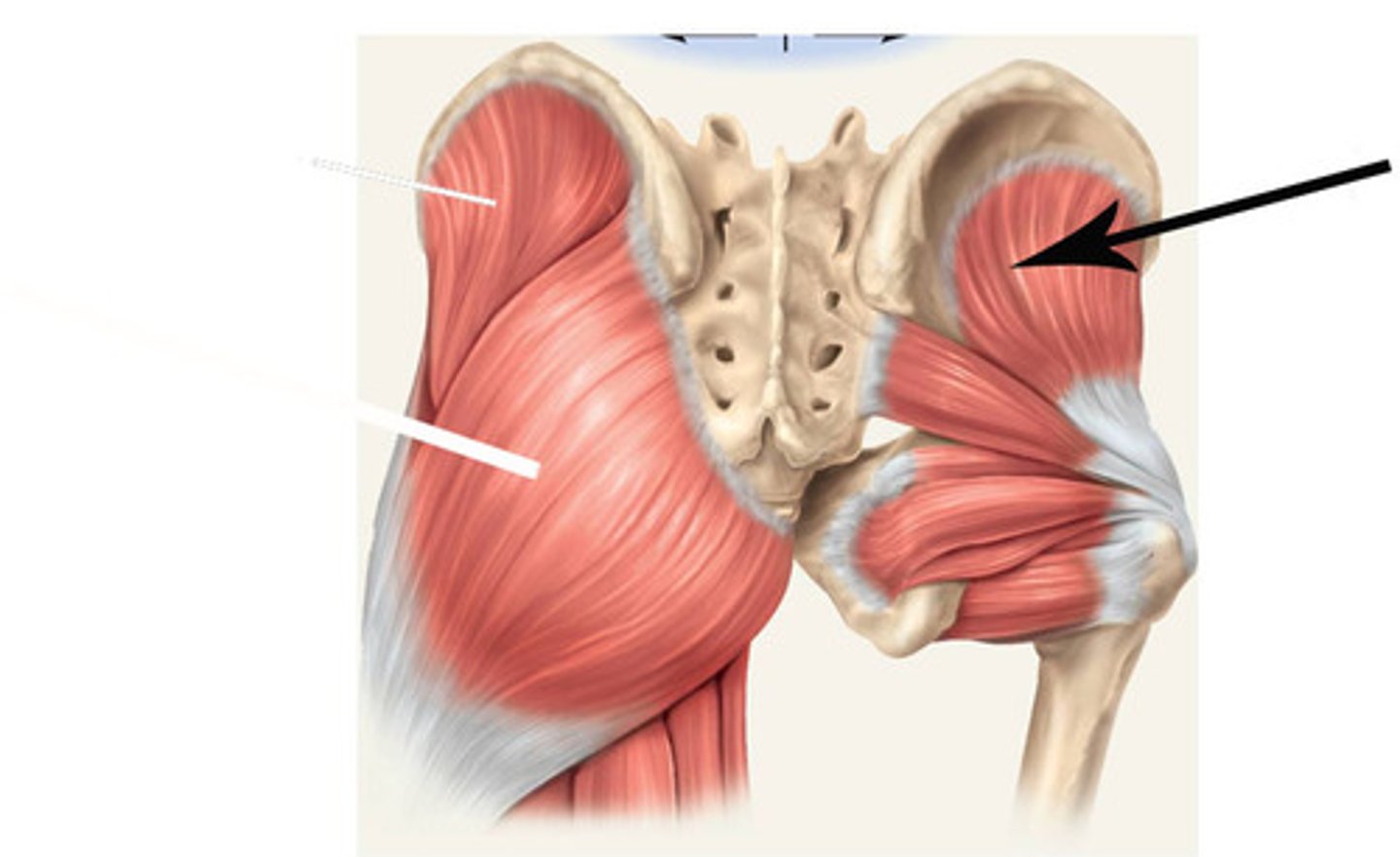 <p>Gluteus minimus attachment (origin and insertion)</p>