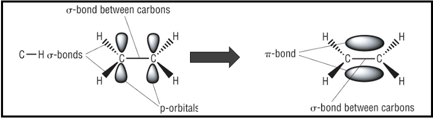 <ul><li><p>caused by the<mark data-color="blue"> sideways overlap</mark> of <mark data-color="blue">p orbitals</mark></p></li><li><p>creates an area of electron density above and below the plane of the carbon atoms&nbsp;</p></li><li><p>pi bond locks carbon atoms in position→ no free rotation</p></li></ul>